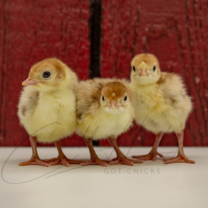 Bourbon Red Turkey Chicks