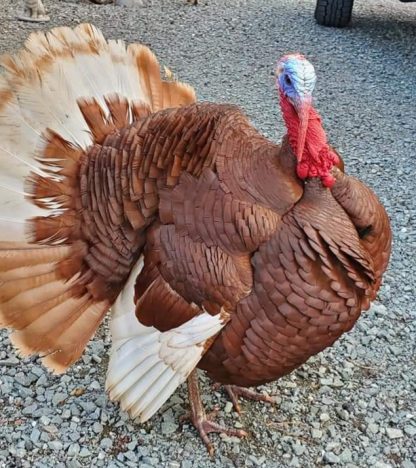 Bourbon Red Turkey
