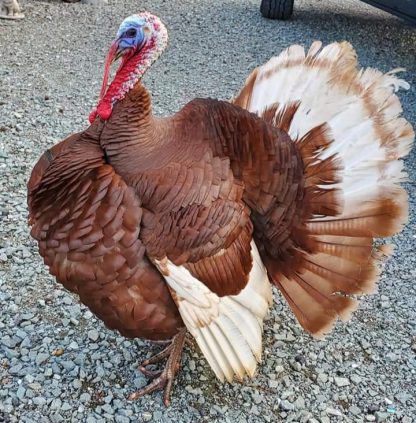 Bourbon Red Turkey