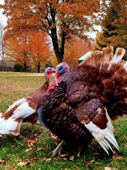 Bourbon Red Turkey