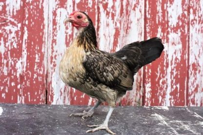 Brassy Back Old English Bantam