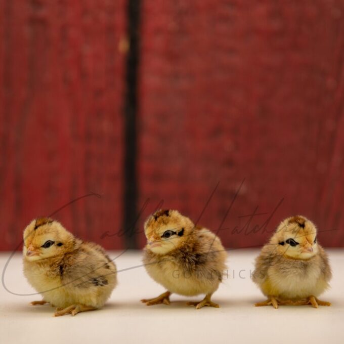 Brassy Back Old English Game Bantam - Image 3