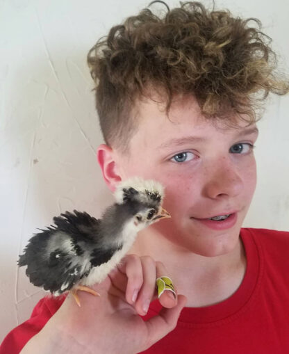 White Crested Black Polish Chicken