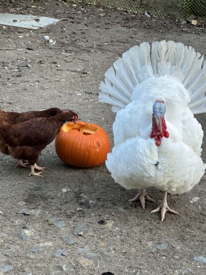 Broad Breasted White Turkey