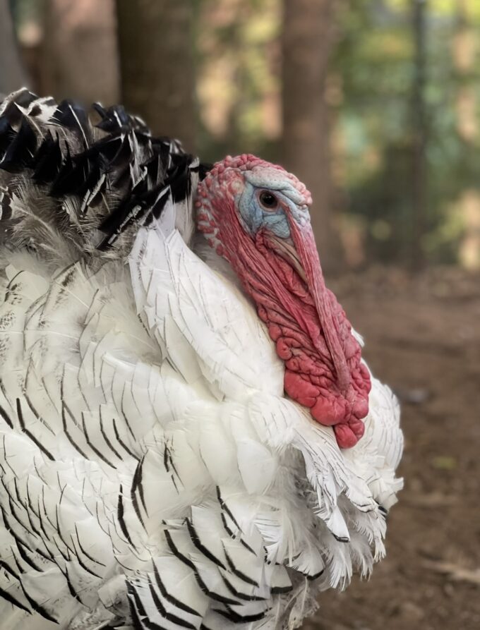 Royal Palm Turkey - Image 60