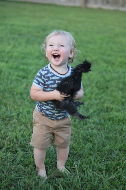 Black Silkie Bantam