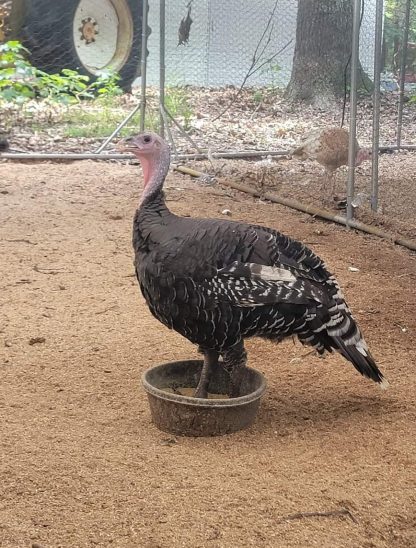 Broad Breasted Bronze Turkey