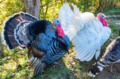 Broad Breasted Turkey Surplus