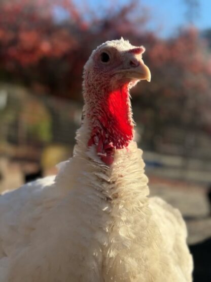Broad Breasted White Turkey