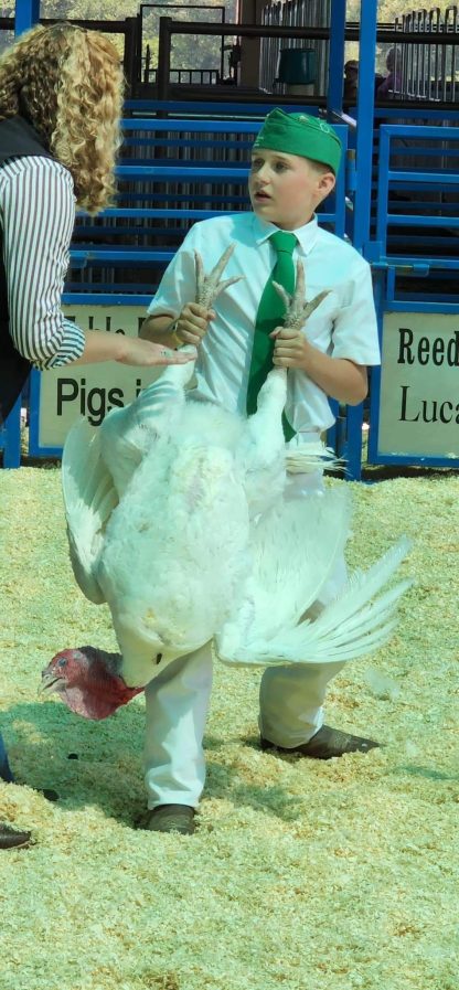 Broad Breasted White Turkey