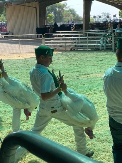 Broad Breasted White Turkey