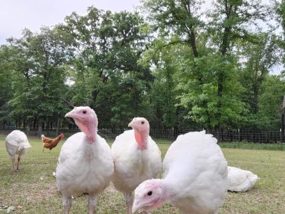 Broad Breasted White Turkeys