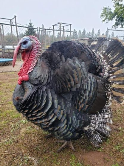 Broad breasted bronze