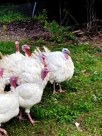 Broad breasted White Turkey Credit: Ayden Hunsinger