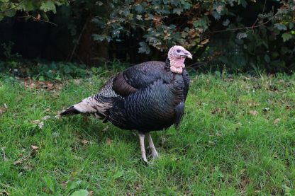 Bronze Heritage Standard Turkey