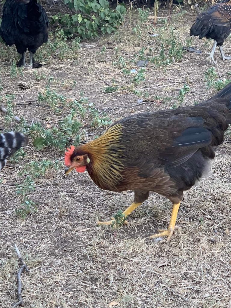 Brown Leghorn