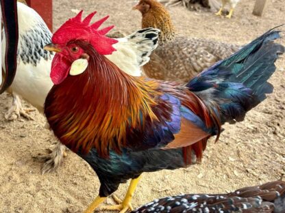 Brown Leghorn