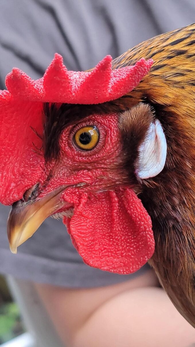 Brown Leghorn Chicken - Image 45