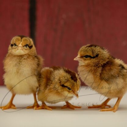 Brown Leghorn Chicken - Image 3