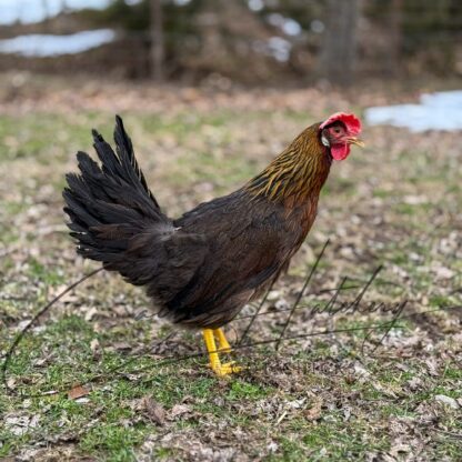 Brown Leghorn Chicken