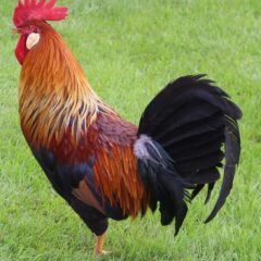 Brown Leghorn Rooster