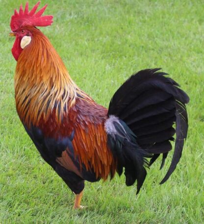 Brown Leghorn Rooster