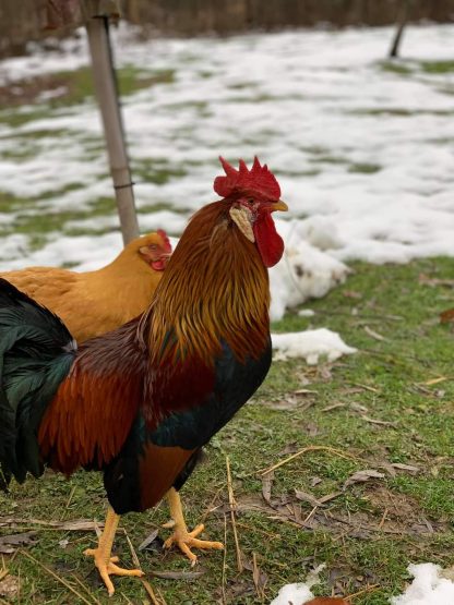 Brown leghorn