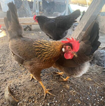 Brown Leghorn