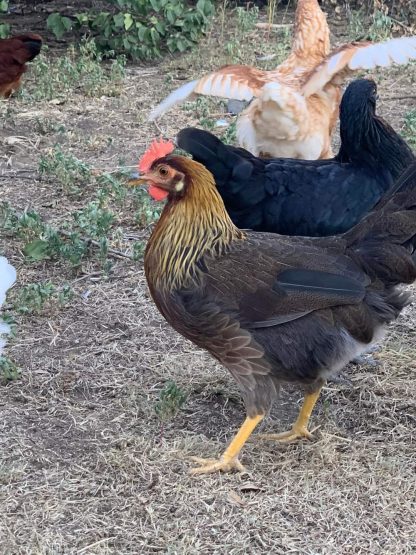 Brown Leghorn