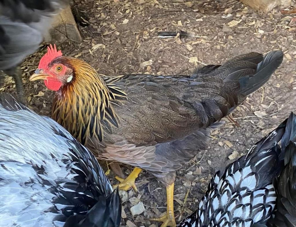 Brown Leghorn Chickens For Sale Online | Cackle Hatchery®