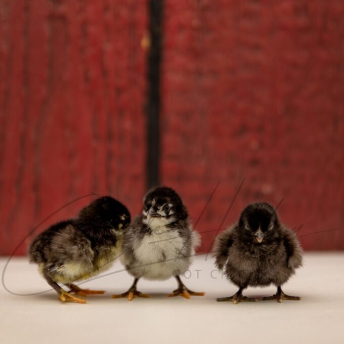 Brown Red Old English Game Bantam - Image 3