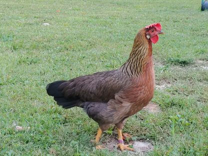 Brown leghorn Credit: Dawn Simonetti