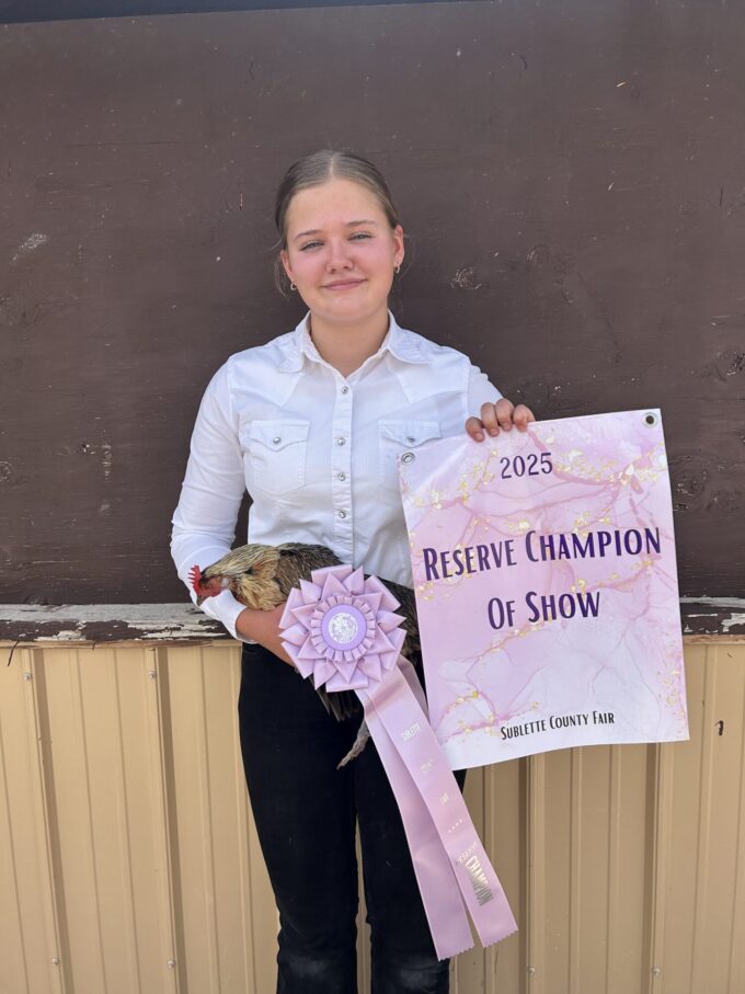 Golden Duckwing Phoenix Standard Chicken - Image 31