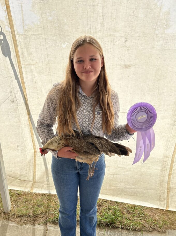 Golden Duckwing Phoenix Standard Chicken - Image 32