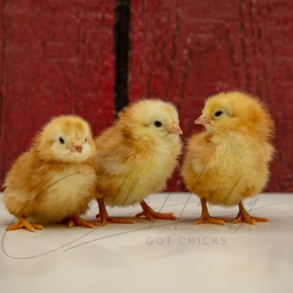 Buckeye Chicken - Image 3