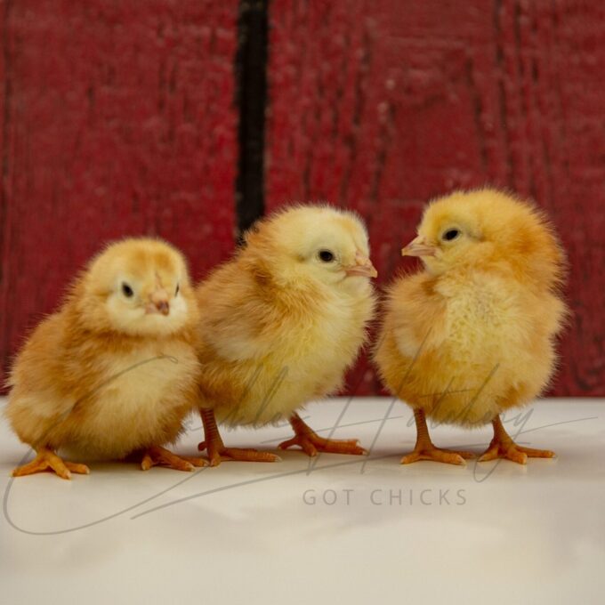Buckeye Chicks