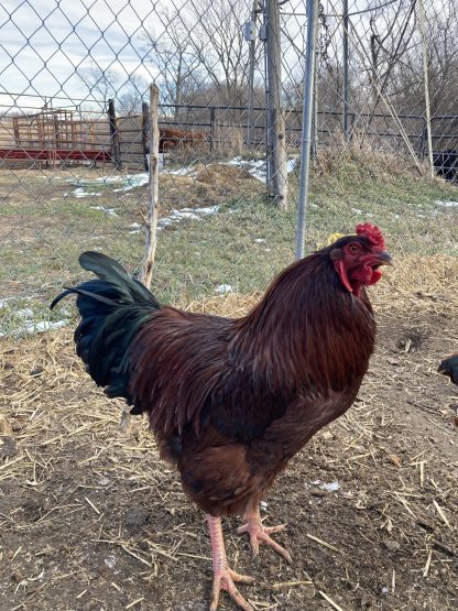 Buckeye rooster Credit: Mick Jackson