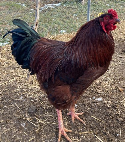 Buckeye rooster Credit: Mick Jackson