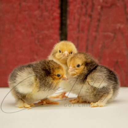 Buff Brahma Bantam - Image 3