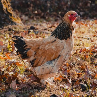 Buff Brahma Chicken - Image 2