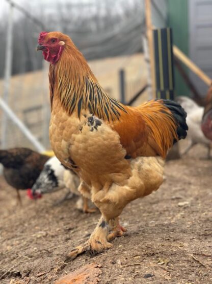 Buff Brahma Chicken