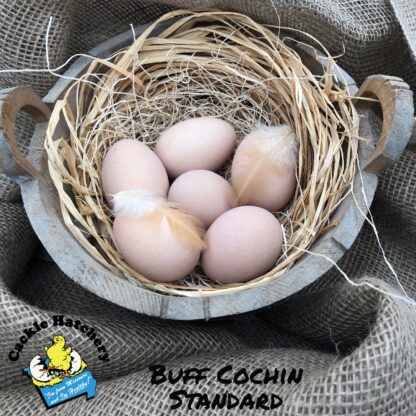 Buff Cochin Eggs
