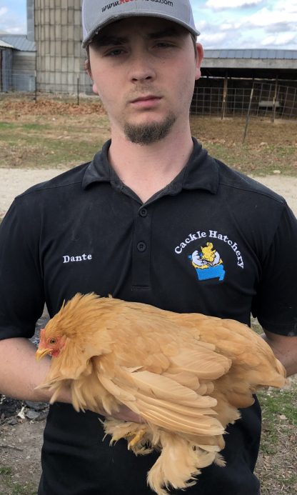 Buff Cochin Bantam Chicken