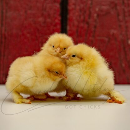 Buff Cochin Standard Chicken - Image 3