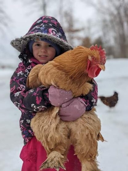 Buff Cochin Standard Chicken