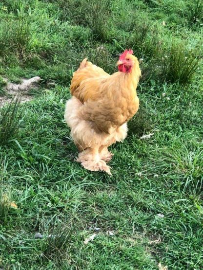 Buff Cochin Standard Chicken