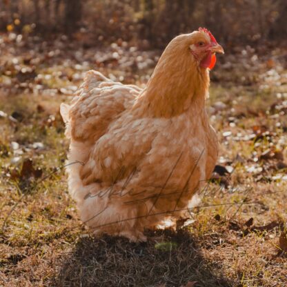 Buff Cochin Standard Chicken - Image 5
