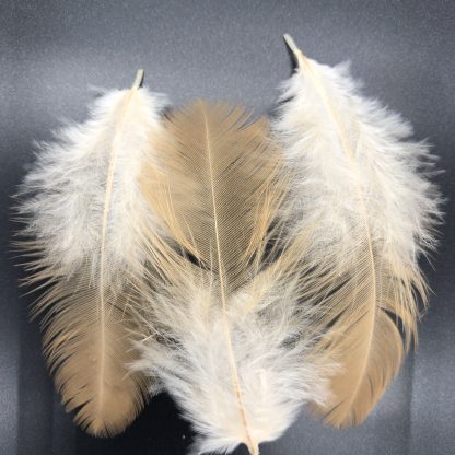 Buff Cochin Standard feathers