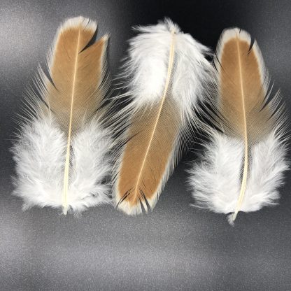 Buff Laced Polish feathers