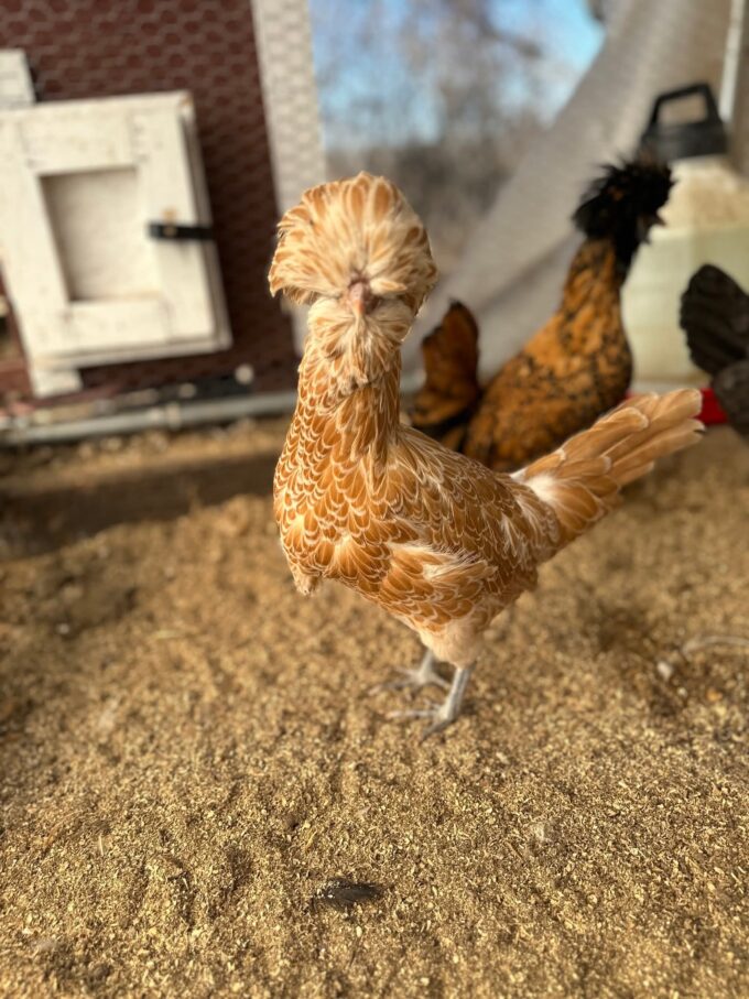 Buff Laced Polish Chicken - Image 61